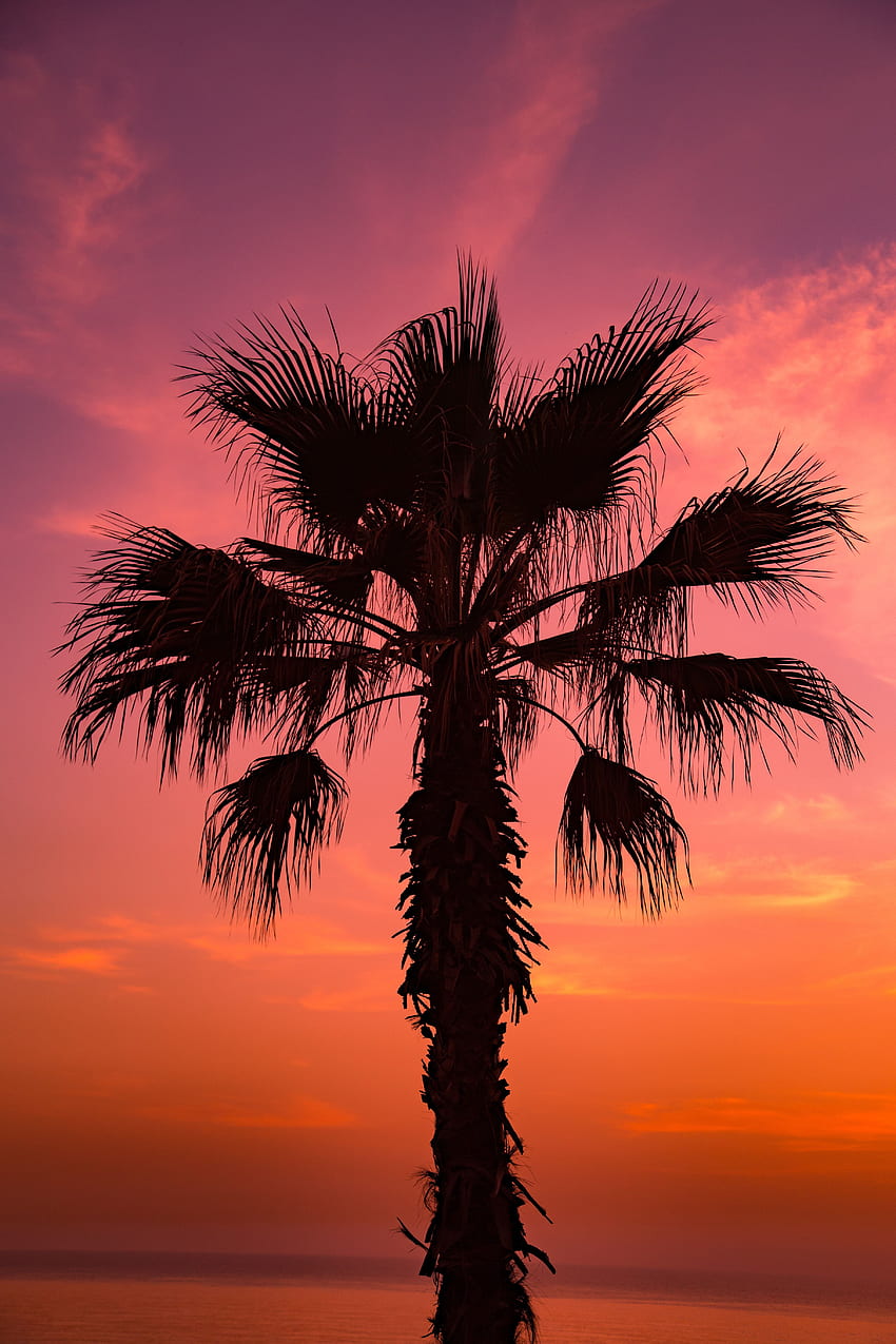 Nature, Sunset, Sky, Palm, Branches HD phone wallpaper