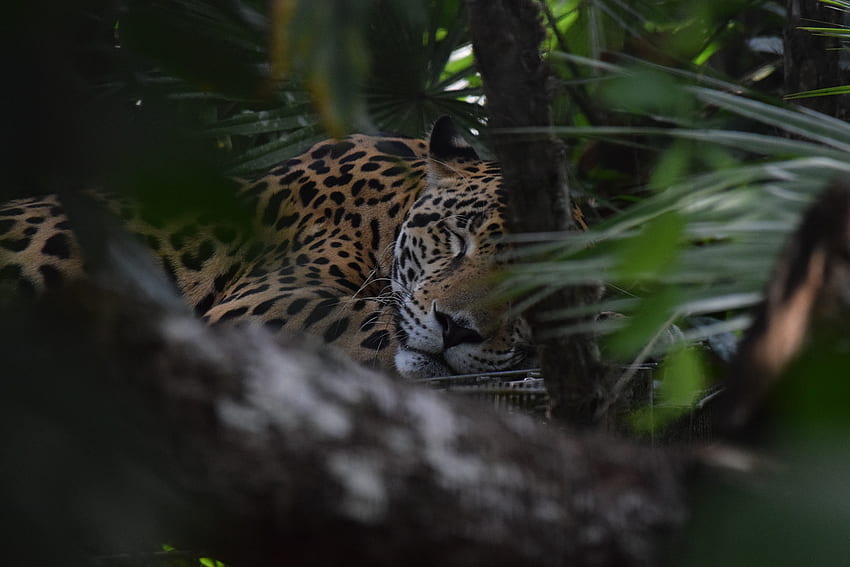 Zwierzęta, Jaguar, Pysk, Predator Tapeta HD