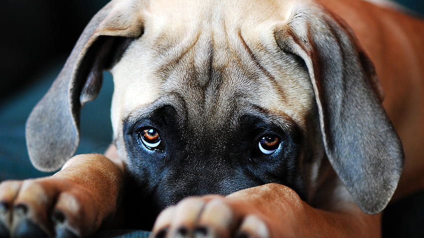 Canines evolved puppy dog eyes to woo human companions. NOVA. PBS. NOVA, Dog Anatomy HD wallpaper