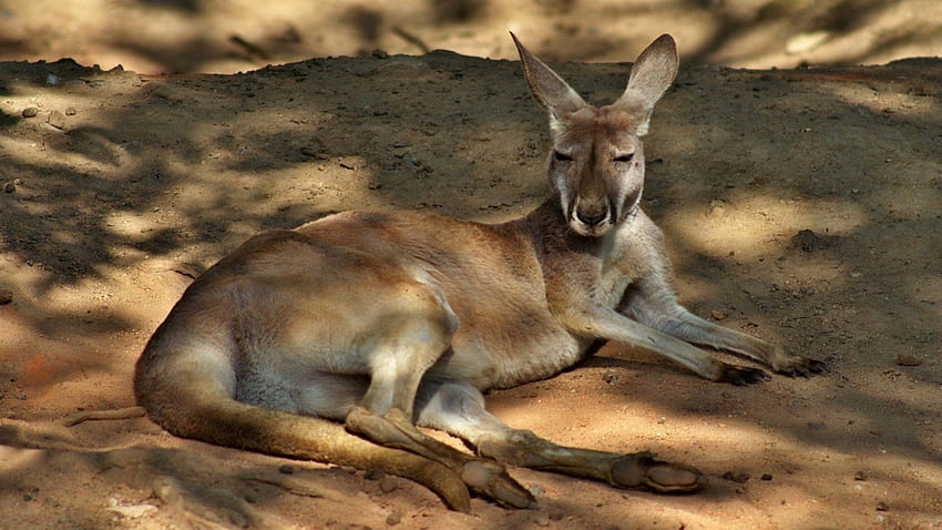 Resting B4 The Fight, canguri, australia, fauna selvatica, animali Sfondo HD
