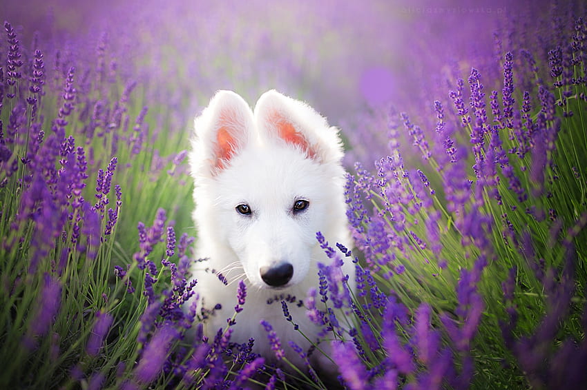 ลูกหมา หมา ขาว น่ารัก สีม่วง เยอรมันเชพเพิร์ด ดอกไม้ ลาเวนเดอร์ ไอร่า เคน วอลล์เปเปอร์ HD
