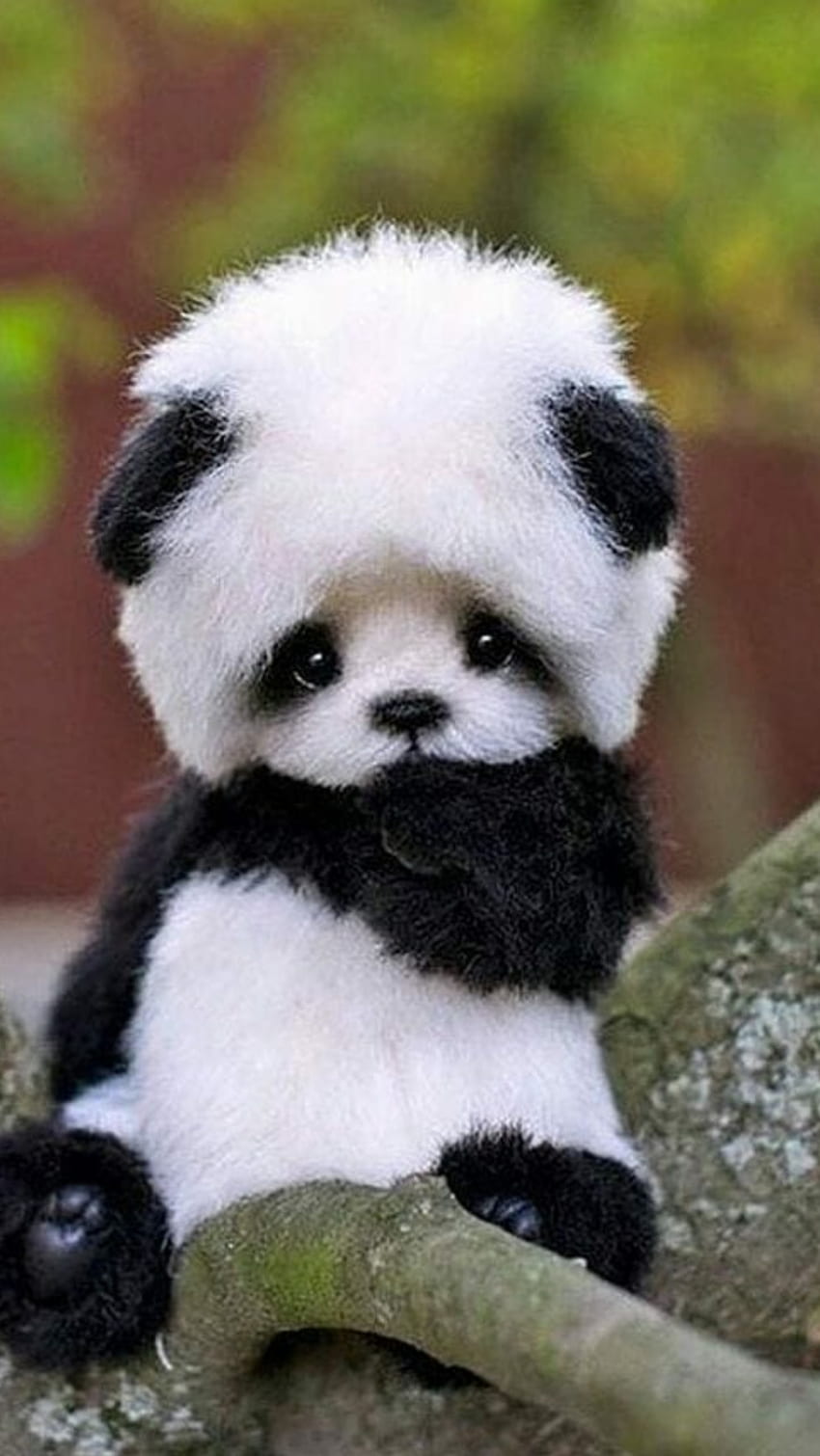 Panda, süßer Baby-Panda HD-Handy-Hintergrundbild