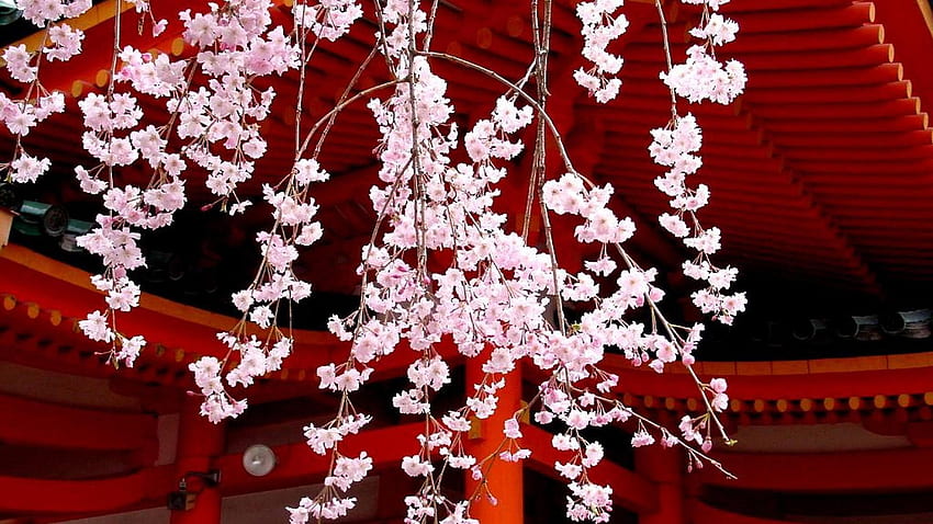 Japan cherry blossoms flowers spring (season) asian architecture, Oriental Flower HD wallpaper