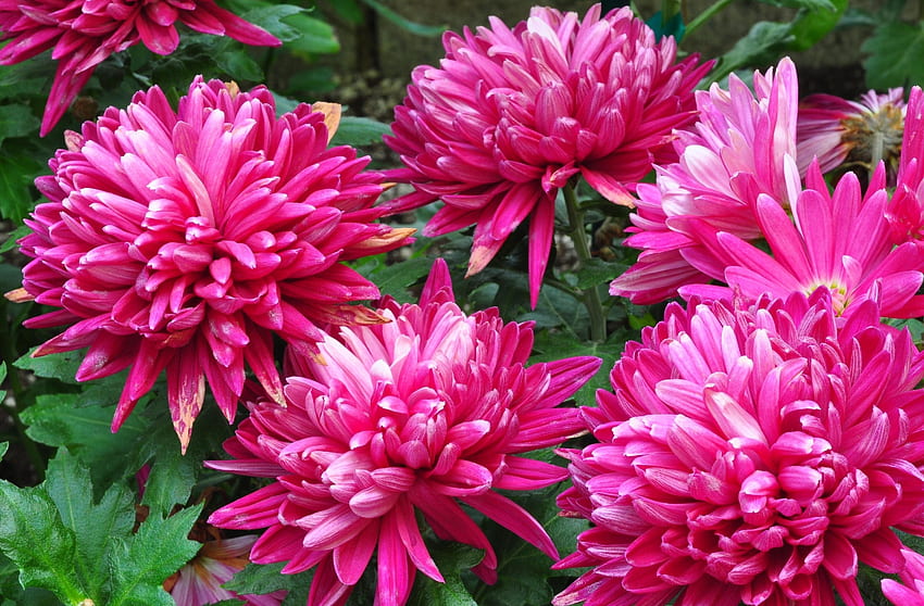 Flowers, Bright, Close-Up, Flower Bed, Flowerbed, Dahlias HD wallpaper