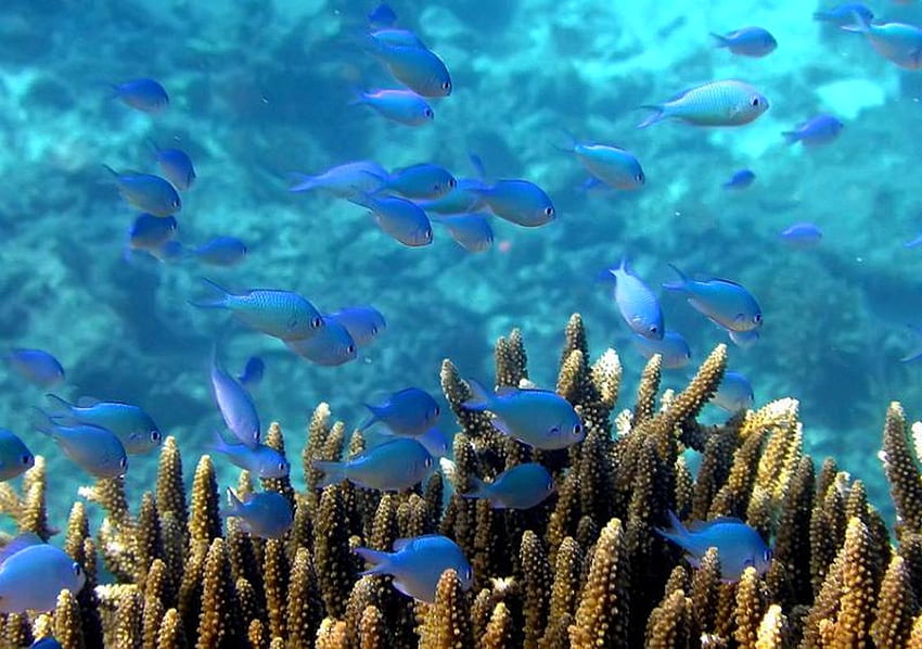 파란 물고기, 파랑, 바다, 동물, 자연, 물고기 HD 월페이퍼