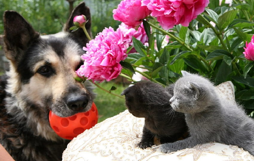 Play Ball, dog, felines, cats, canine, flowers, kittens HD wallpaper