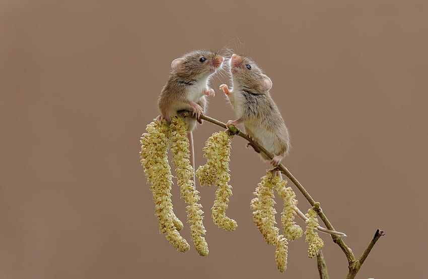 Small chat, couple, soricel, cute, funny, rodent, harvest mouse HD wallpaper