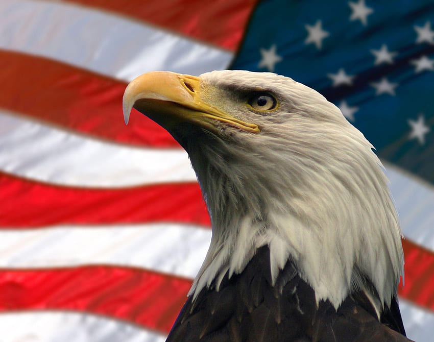 American Eagle, Bald Eagle Flag HD wallpaper