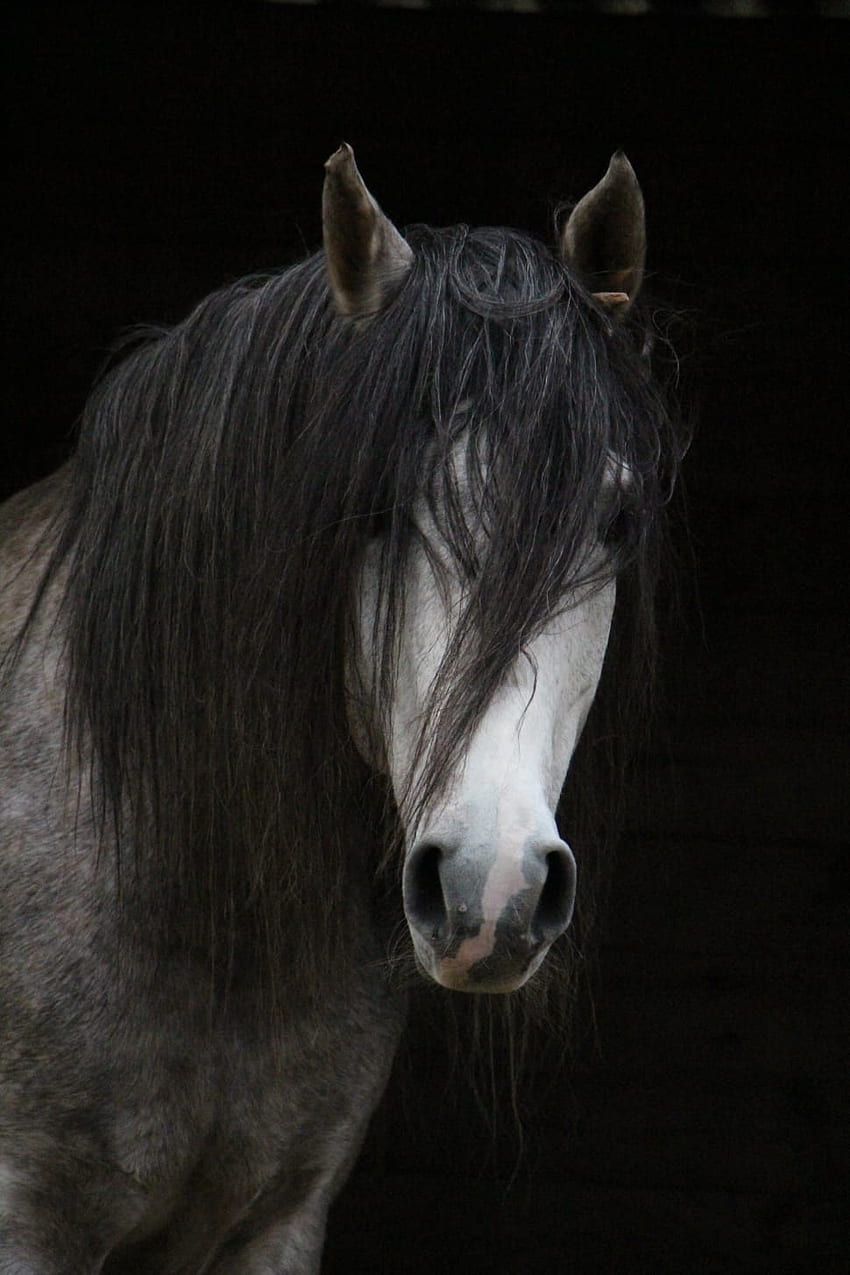 black and white stallion horse, Horse Head HD phone wallpaper