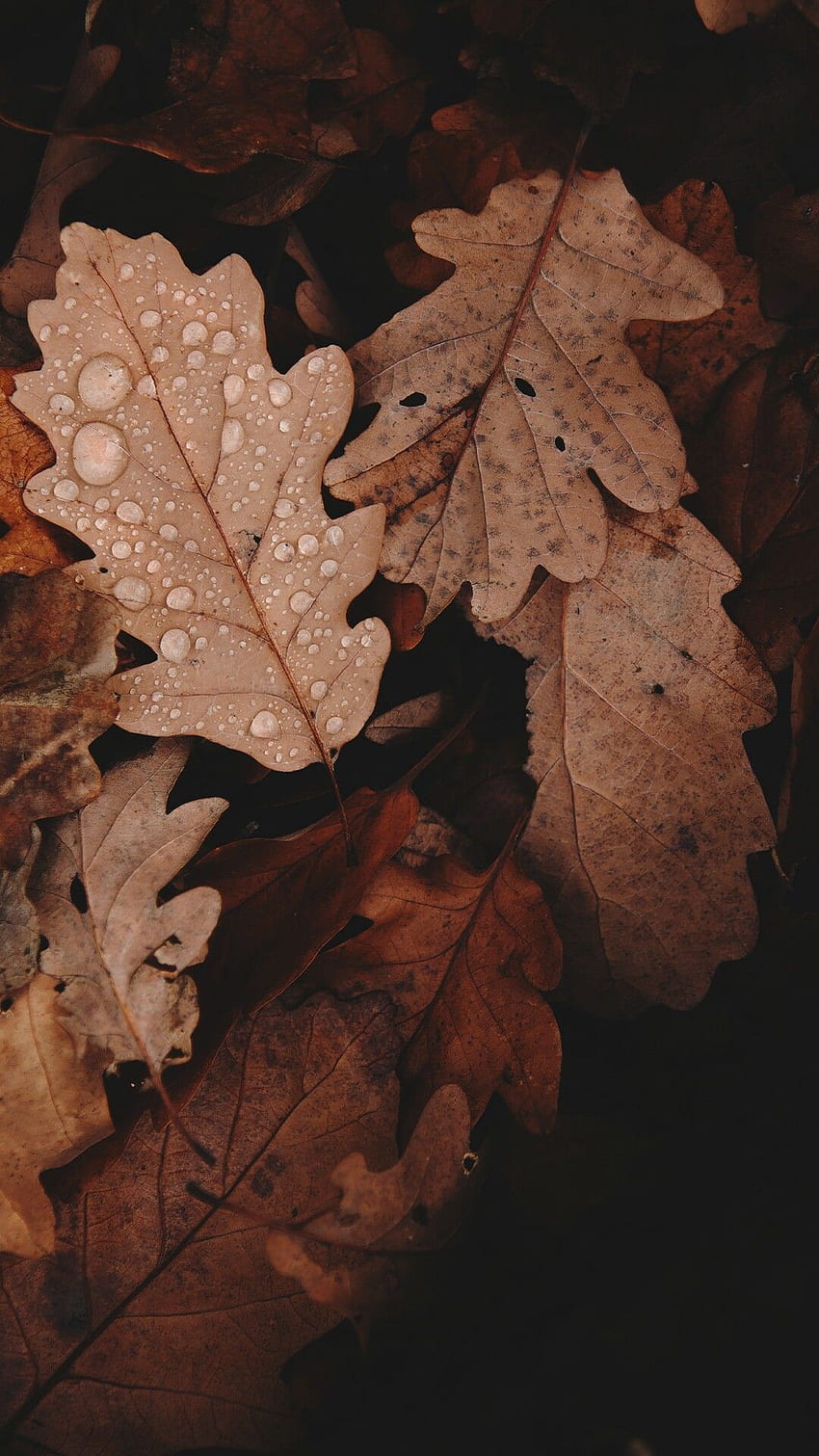 Autumn Brown, Dark Leaves Aesthetic HD phone wallpaper