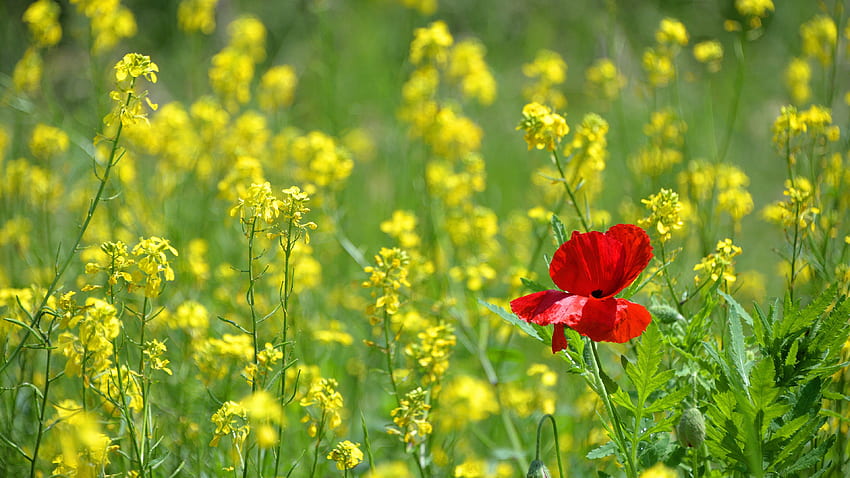 Poppy, field, flower, red HD wallpaper