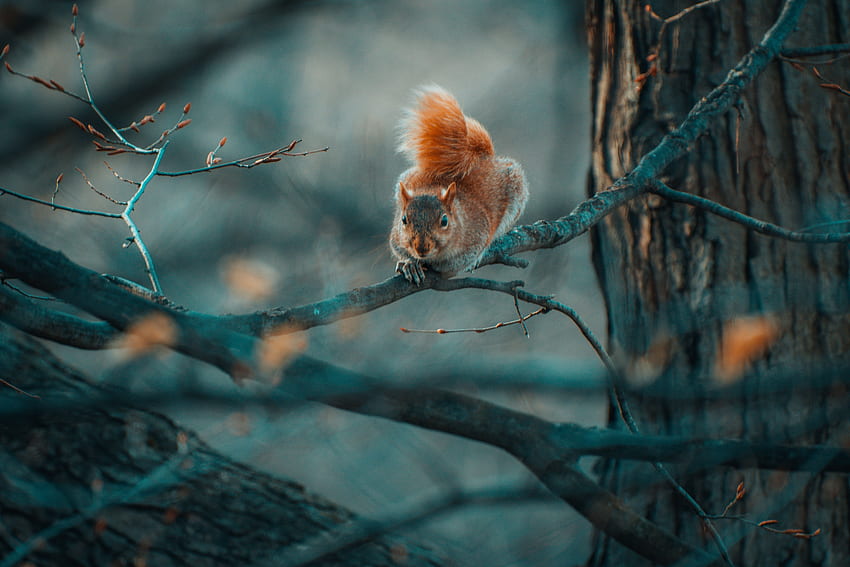 Funny, Animals, Squirrel, Branches, Wildlife HD wallpaper