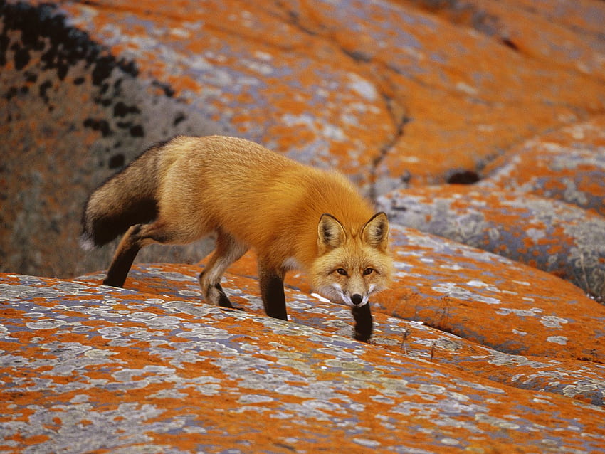 Fun Animals Wiki, Videos, , Stories: Red Foxes , Black and Red Fox HD wallpaper
