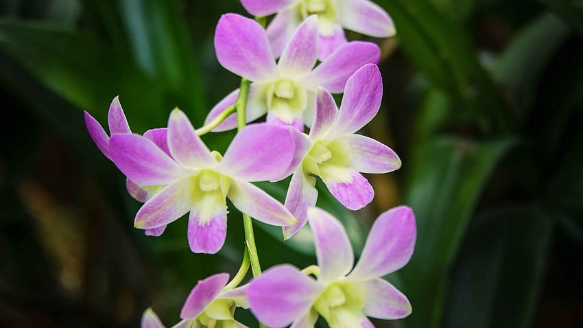 Singapore orchid, orchid, flowers full , tv, f, background, Singapore