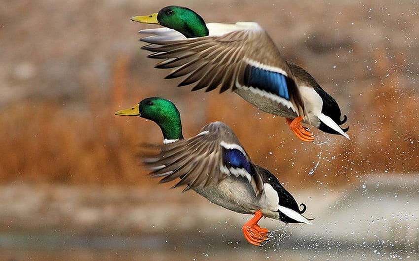 flying, birds, ducks, mallard HD wallpaper