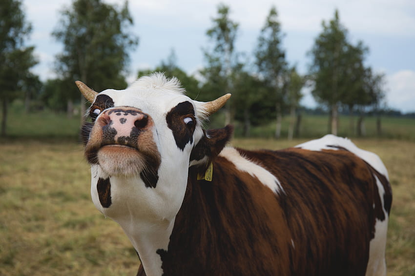 Animals, Muzzle, Cool, Horns, Cow HD wallpaper