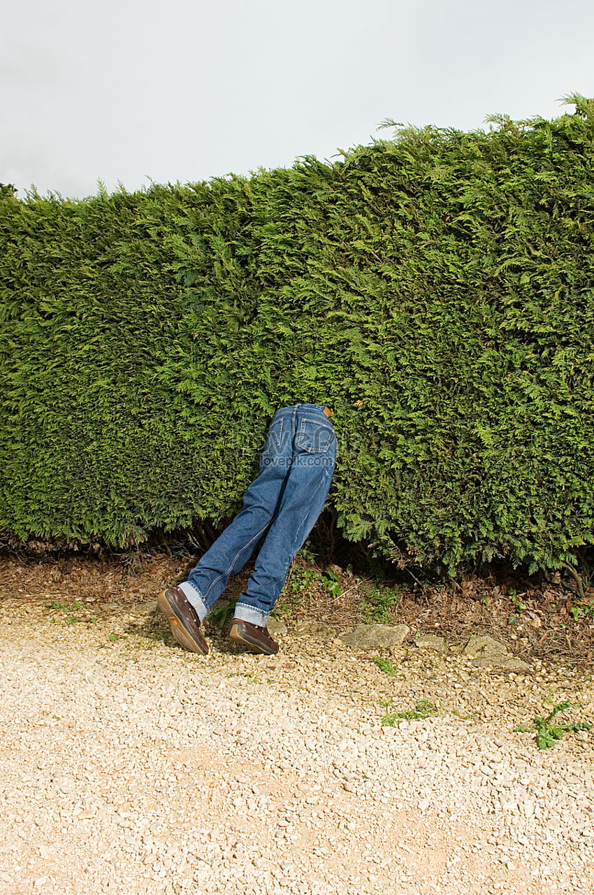 Legs Of A Mannequin Sticking Out Of A Hedge And . On Lovepik, Over the Hedge HD phone wallpaper