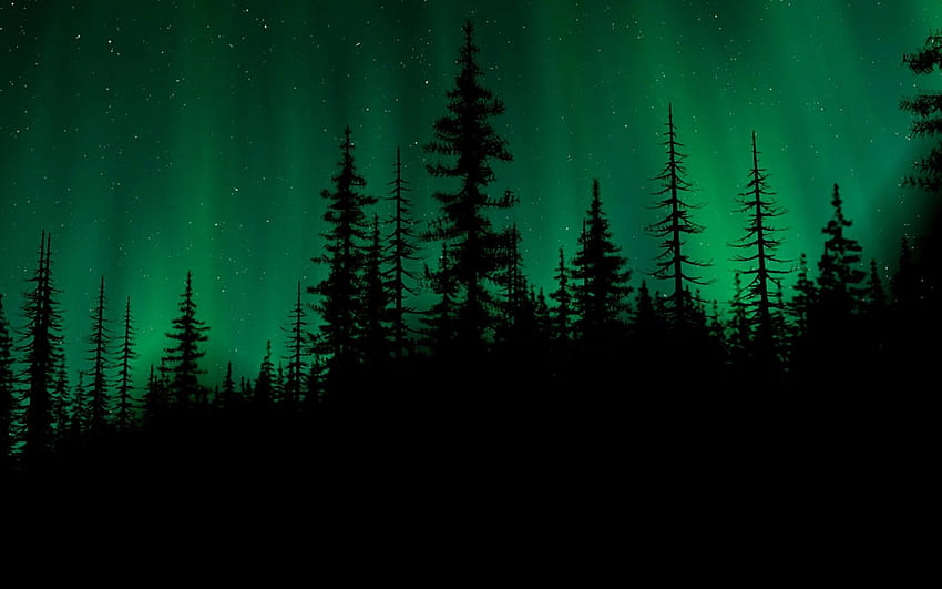 자연 짙은 녹색 미학 HD 월페이퍼