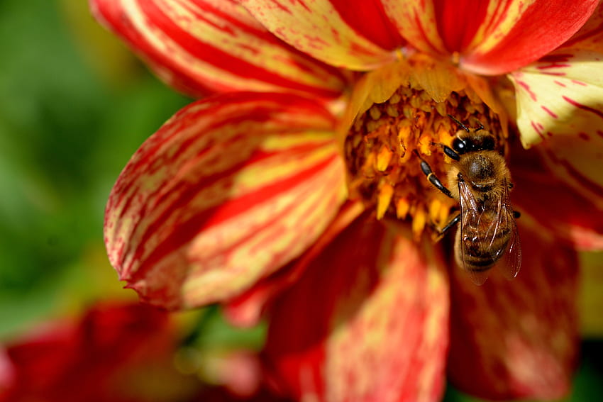 Flower, Macro, Bee, Pollination HD wallpaper
