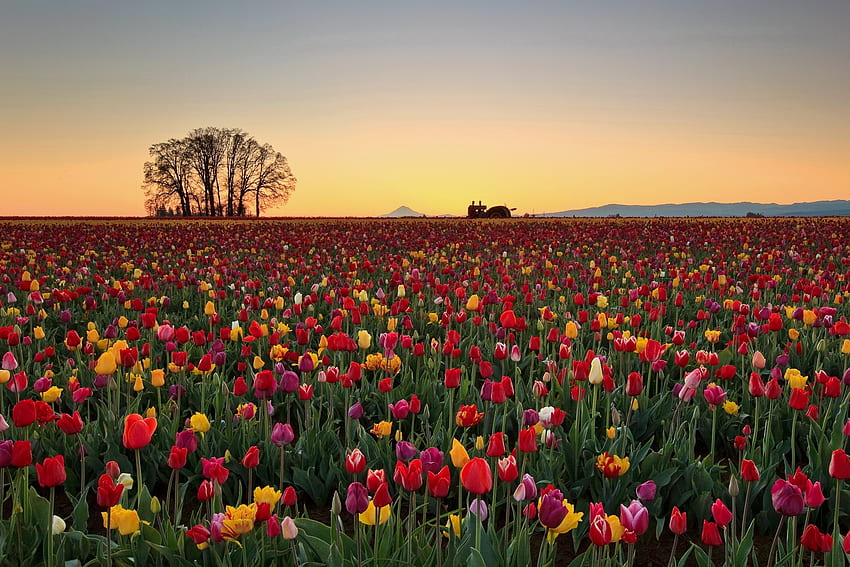 Nature, Flowers, Tulips, Horizon, Plantation HD wallpaper