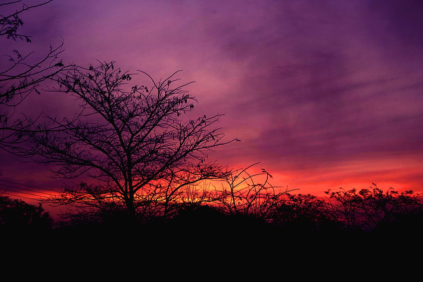 Natur, Sonnenuntergang, Himmel, Wolken, Holz, Baum HD-Hintergrundbild