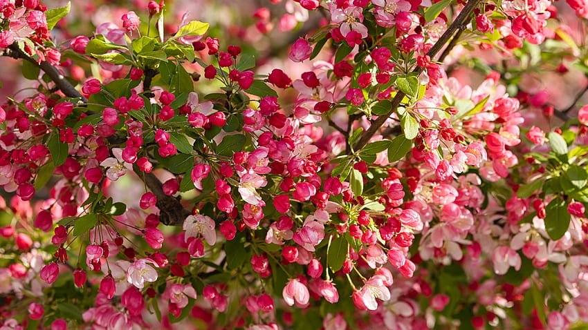 Pink Apple Tree Flowers Buds Green Leaves Tree Branches In Blur Background Flowers HD wallpaper