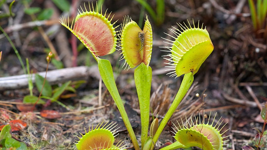 Venus Flytraps Need Protection From Poachers in North Carolina - The New York Times HD wallpaper