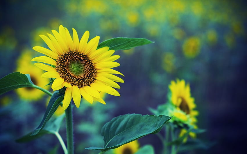 Слънчоглед, семена, жълто, цвете HD тапет