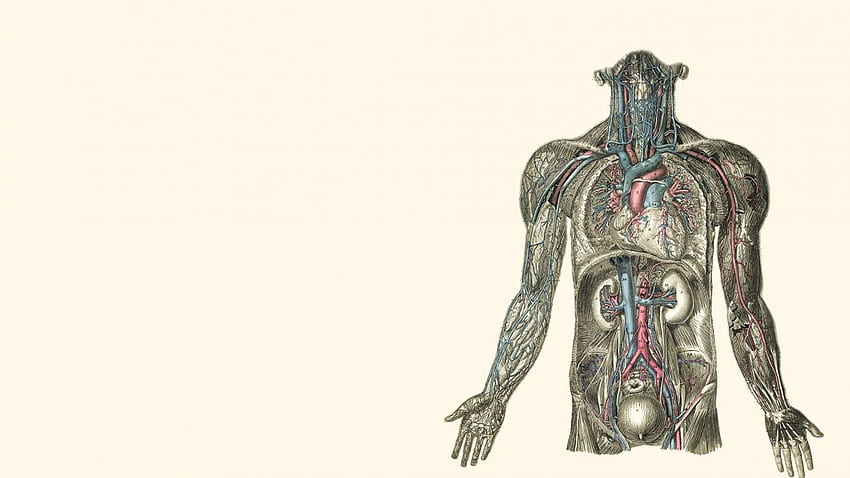 Anatomy illustrations kidney hearts human body . . 258424, Anatomical Heart HD wallpaper