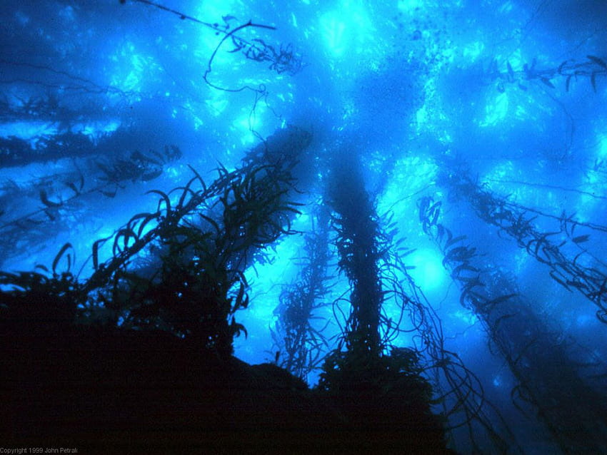 Deep Sea, Ocean Floor HD wallpaper