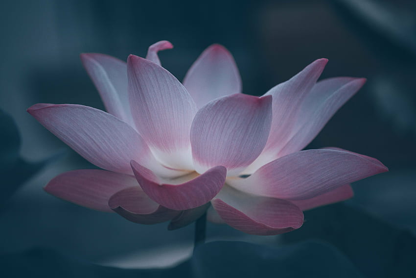 Bloom, hermoso loto rosa fondo de pantalla
