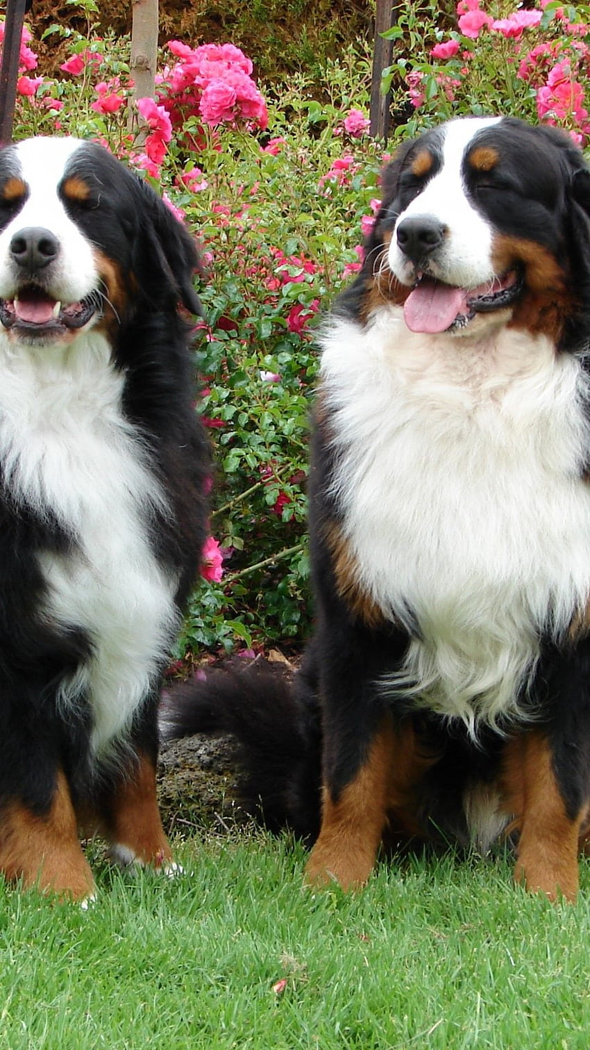 Bernese Mountain Dog iPhone 6 Plus 16460 - Animals iPhone 6 Plus HD phone wallpaper