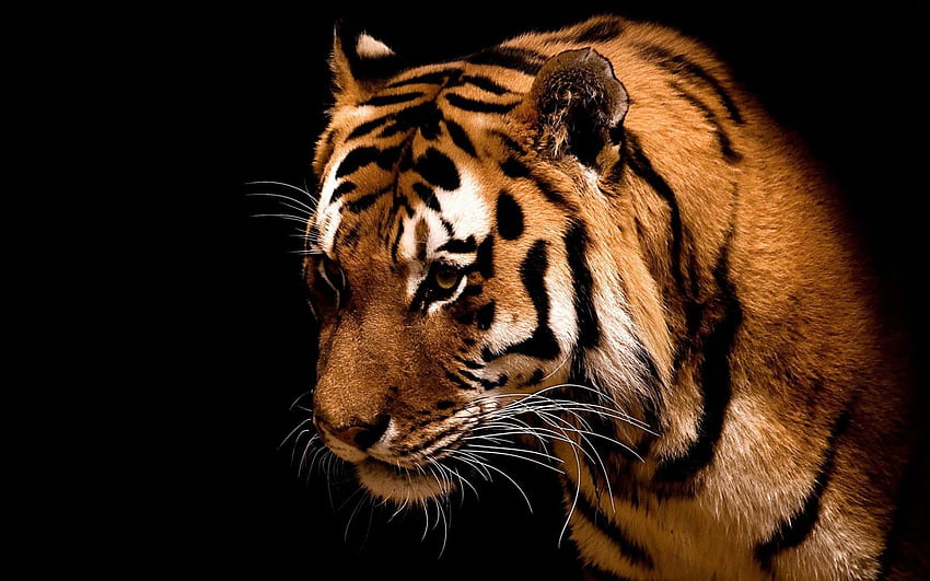 cincinnati bengals glow tiger 1920×1080