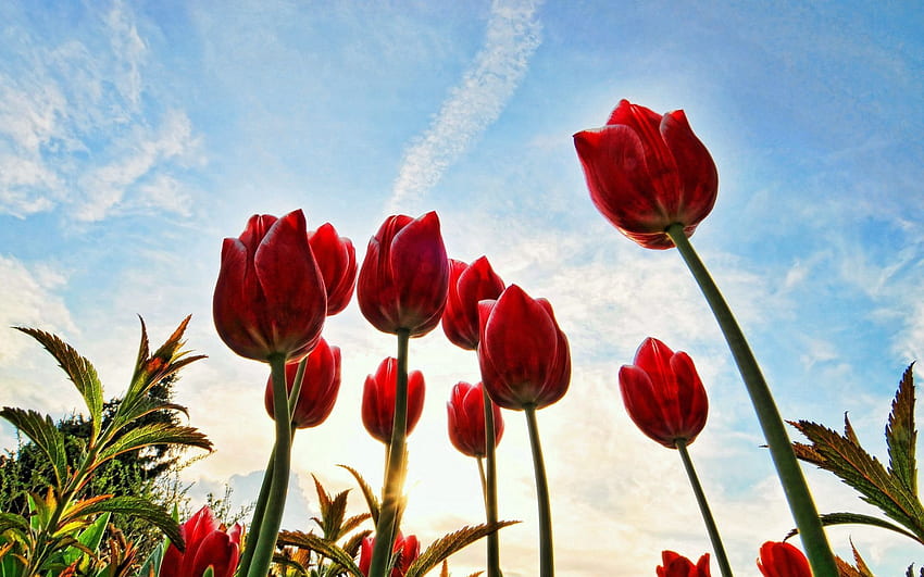 Kwiaty, drzewa, trawa, niebo, słońce, tulipany, chmury Tapeta HD