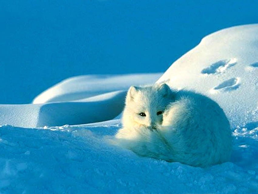 raposa ártica raposa ártica raposa ártica [] para o seu, Mobile & Tablet. Explorar Snow Fox. Lobo do Ártico, Macacos do Ártico, Raposa da Neve papel de parede HD