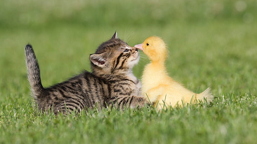 Animals, Grass, Friendship, Kitty, Kitten, Duckling HD wallpaper