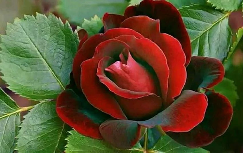 Red rose, graphy, roses, red, nature, flowers, beauty HD wallpaper | Pxfuel