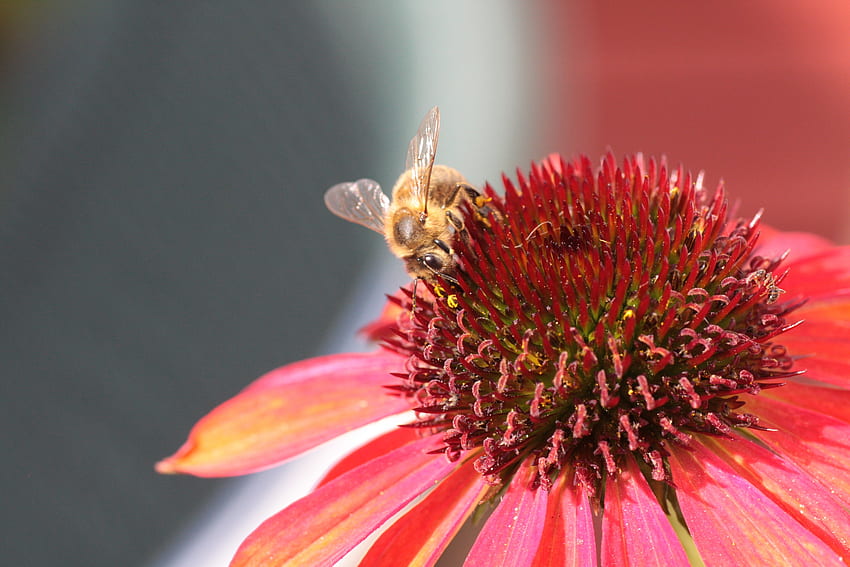 Flower, Macro, Bee, Pollination, Echinacea HD wallpaper