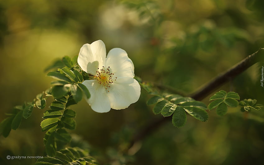 Wild Rose, nature, blanc, fleur Fond d'écran HD