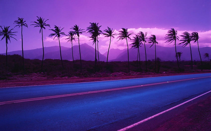 Fond de fond de palmier pour, arbre violet Fond d'écran HD