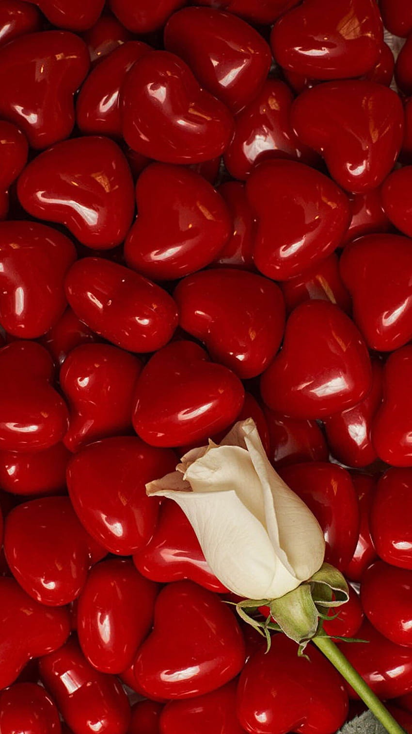 Rotes Herz, rotes Herz, weiße Rose, Liebesherz, weiße Rose HD-Handy-Hintergrundbild
