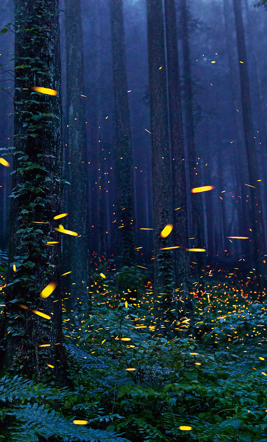 Fireflies Forest iPhone   Background and HD phone wallpaper  Pxfuel