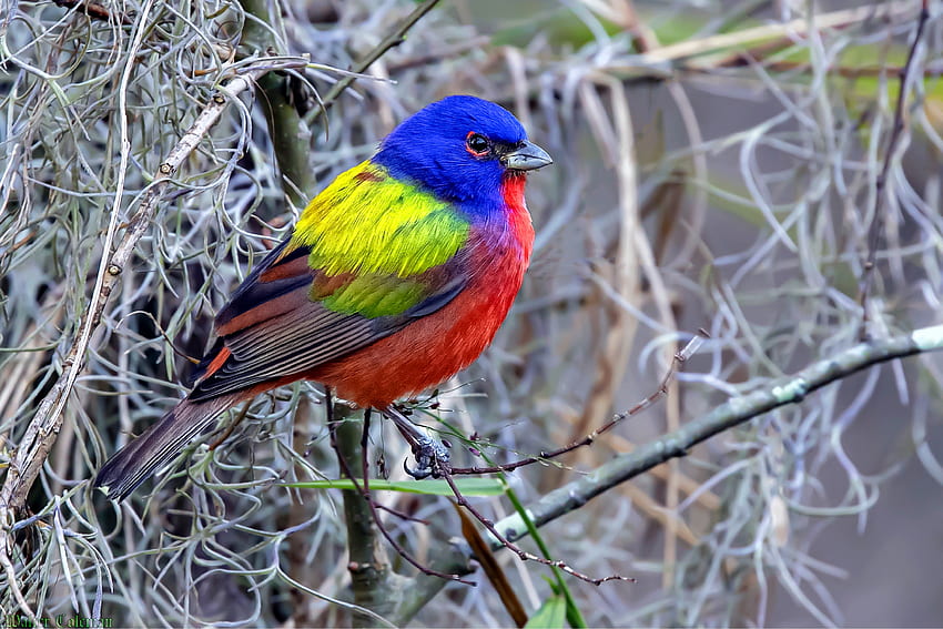 Painted Bunting, colorful, plants, bird, animals HD wallpaper