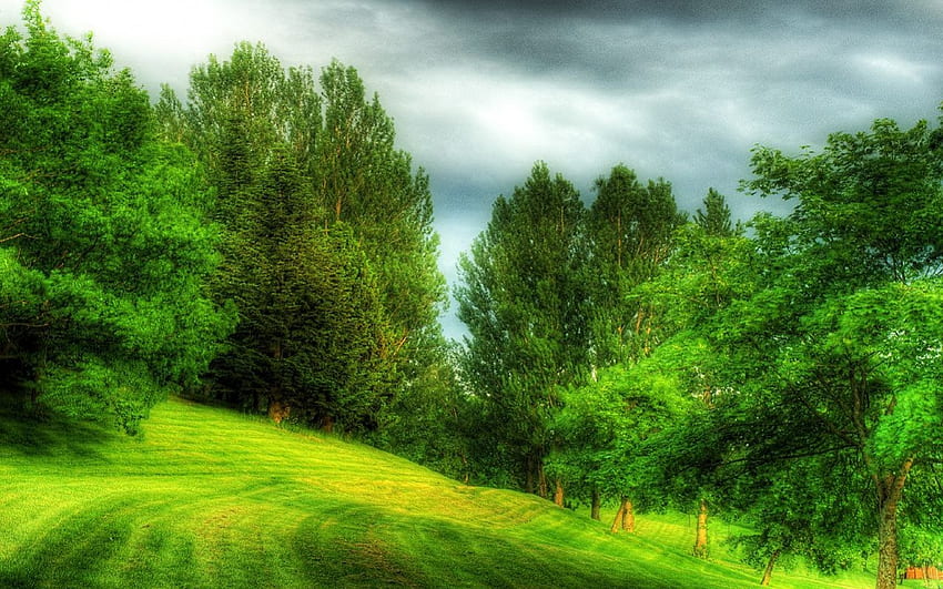 Мечтен парк, зелено, дървета, трева, мечтателен, парк HD тапет