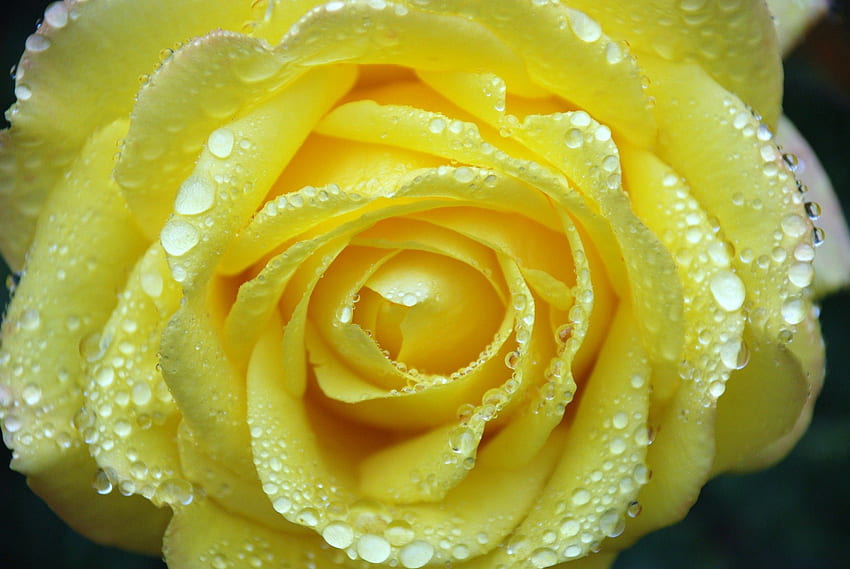 Yellow Rose!、バラ、自然、黄色、花 高画質の壁紙