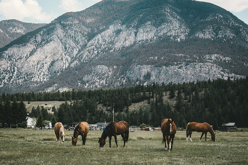 茶色の馬、牧草地、馬、山。 高画質の壁紙