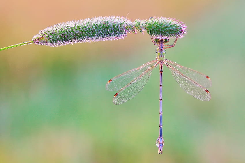 Dragonfly, wings, pink, green, insect HD wallpaper