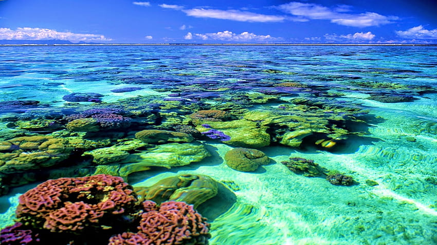 wielka rafa koralowa tło komputera. Fajny komputer z rafą koralową Tapeta HD