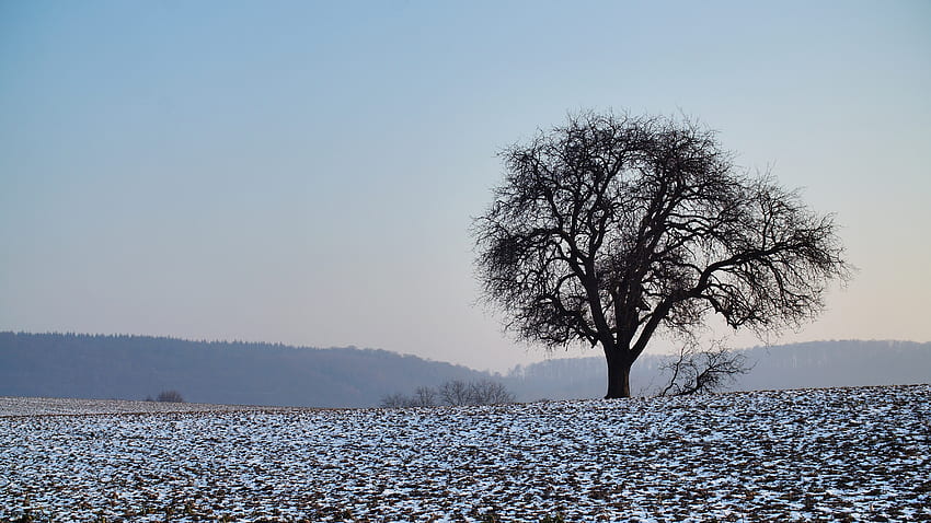 Nature, Snow, Wood, Tree, Field HD wallpaper