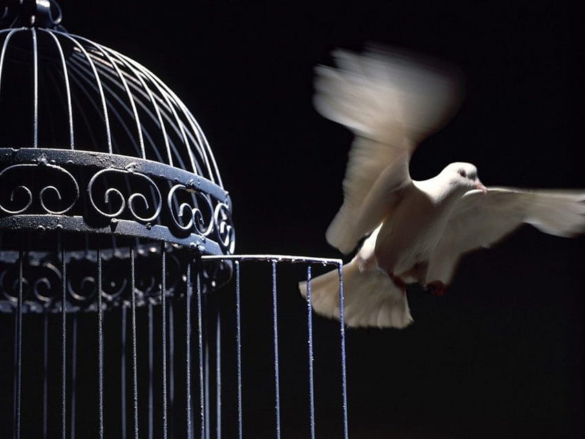 BIRD, dom, open, dove, bird, , fly, cage HD wallpaper